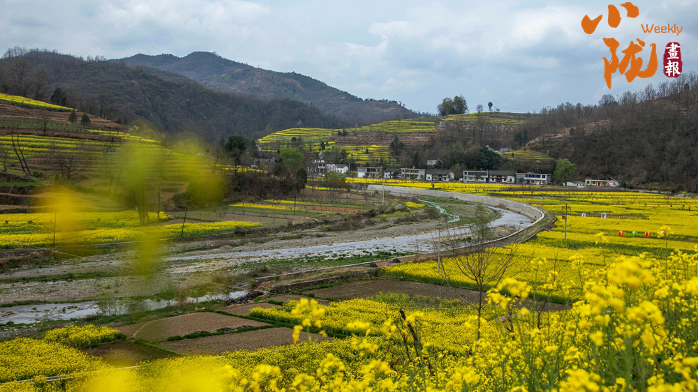 【小陇画报·485期】春染康县 半村流水半村花